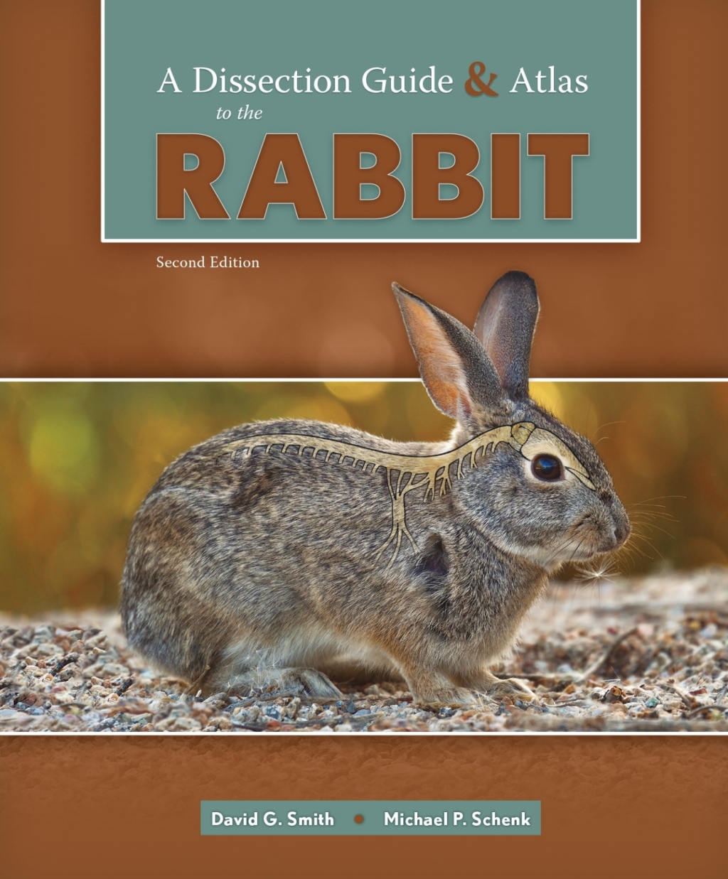 A Dissection Guide and Atlas to the Rabbit 2nd Edition â€“ PDF/EPUB Version Downloadable