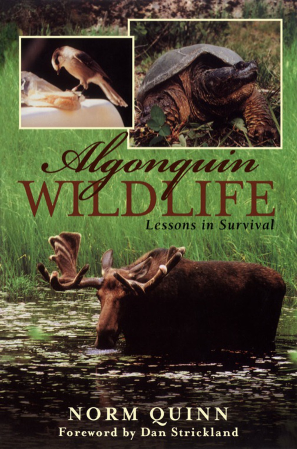 Algonquin Wildlife Lessons in Survival - (PDF/EPUB Version)