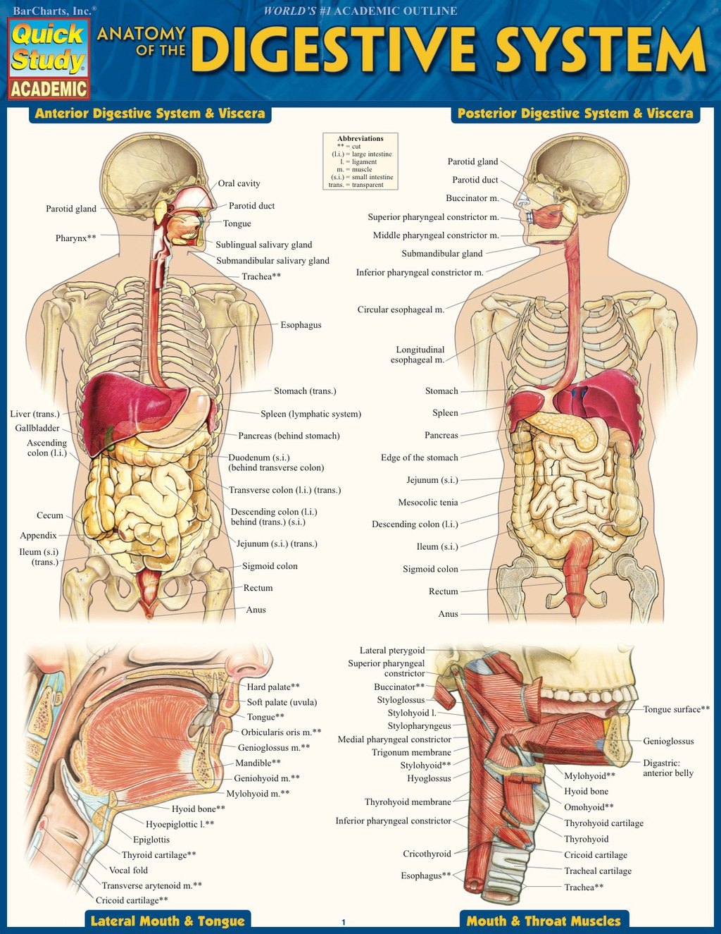 Anatomy of the Digestive System - (PDF/EPUB Version)