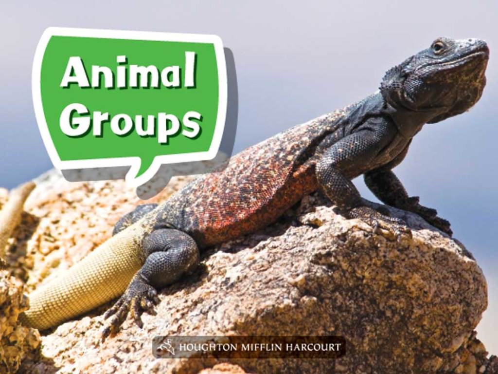 Animal Groups 1st Edition - (PDF/EPUB Version)