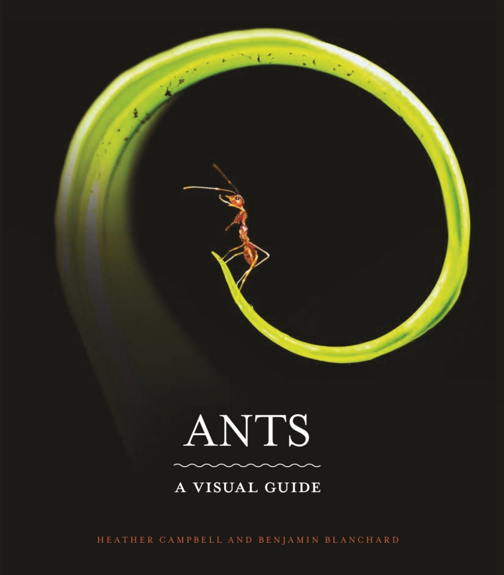 Ants A Visual Guide - (PDF/EPUB Version)