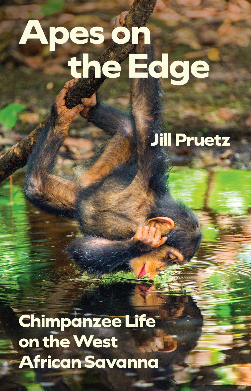 Apes on the Edge Chimpanzee Life on the West African Savanna - (PDF/EPUB Version)