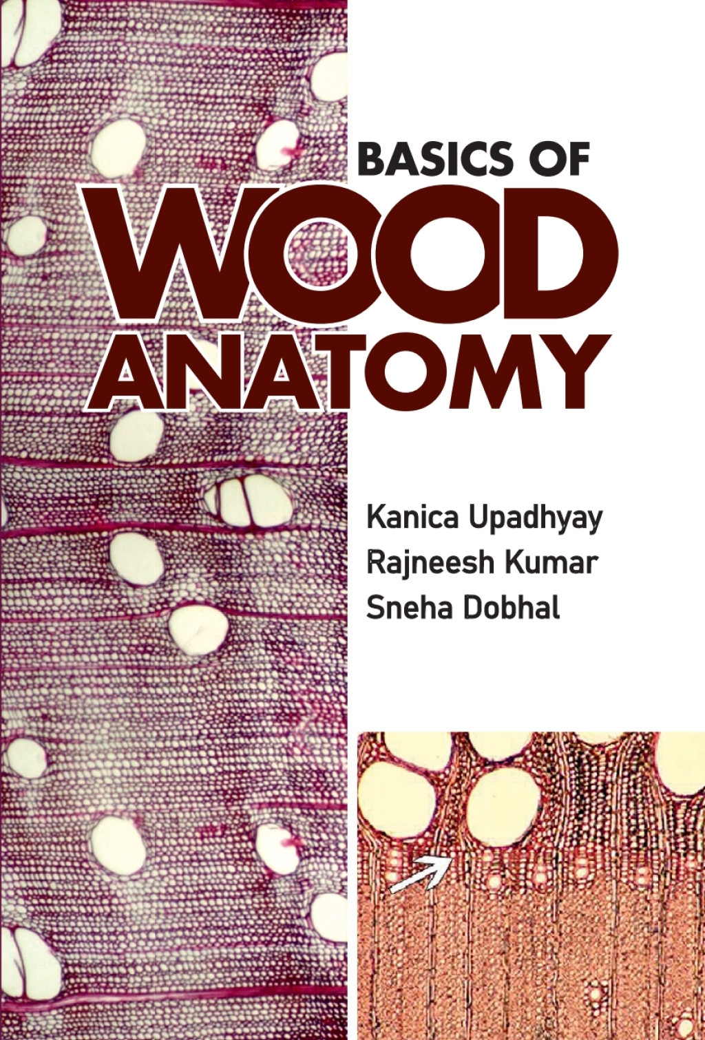 Basics of Wood Anatomy 1st Edition â€“ PDF/EPUB Version Downloadable