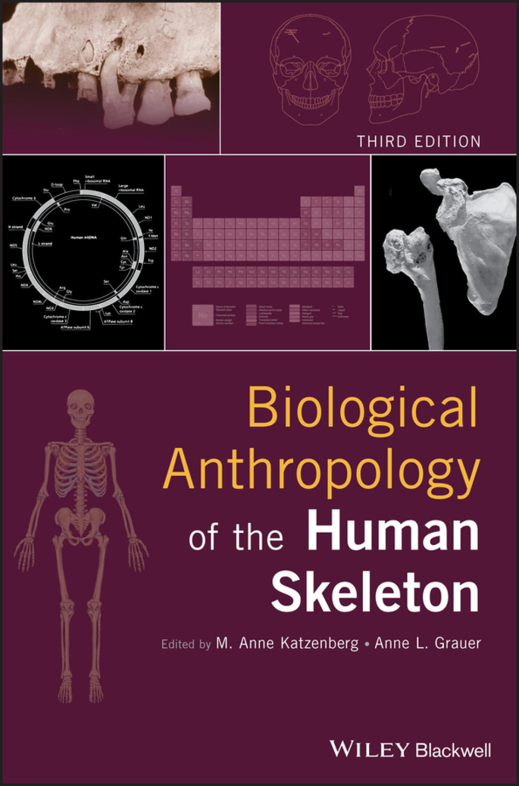 Biological Anthropology of the Human Skeleton 3rd Edition â€“ PDF/EPUB Version Downloadable
