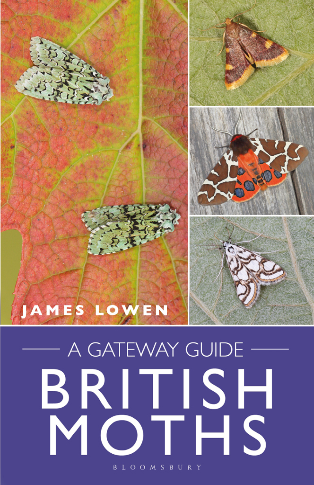British Moths A Gateway Guide 1st Edition - (PDF/EPUB Version)