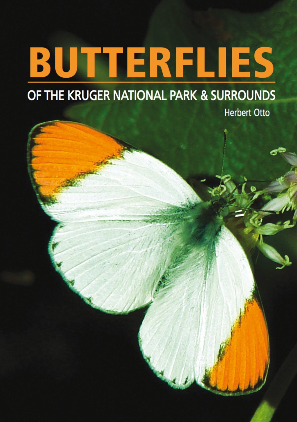 Butterflies of the Kruger National Park and Surrounds 1st Edition - (PDF/EPUB Version)