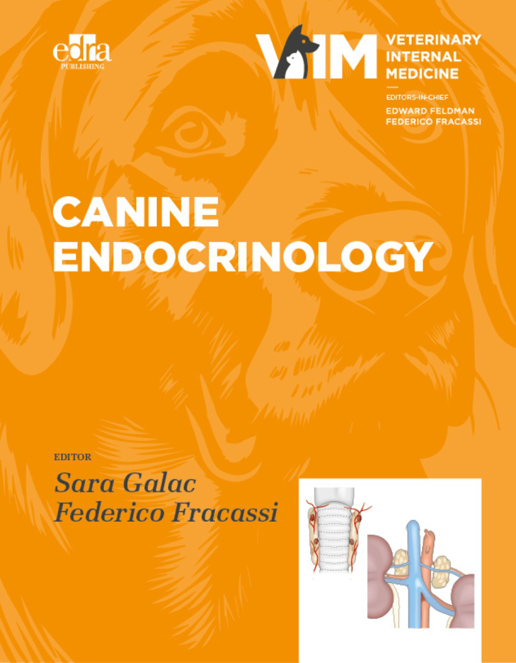 Canine Endocrinology 1st Edition â€“ PDF/EPUB Version Downloadable