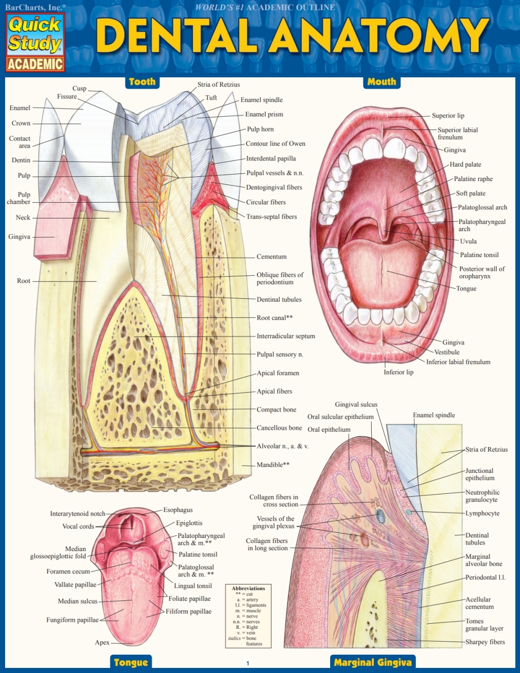 Dental Anatomy - (PDF/EPUB Version)