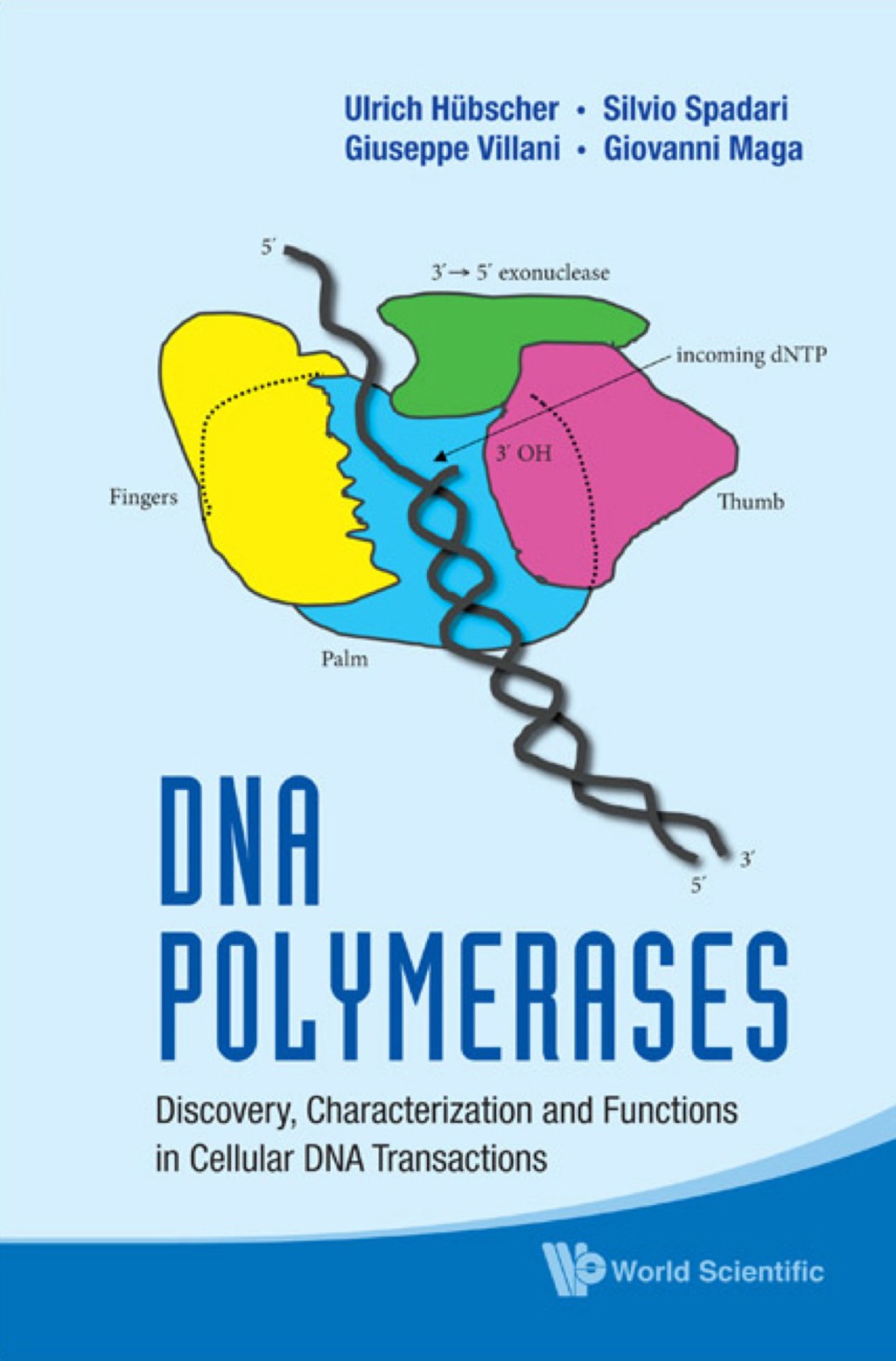 Dna Polymerases: Discovery, Characterization And Functions In Cellular ...