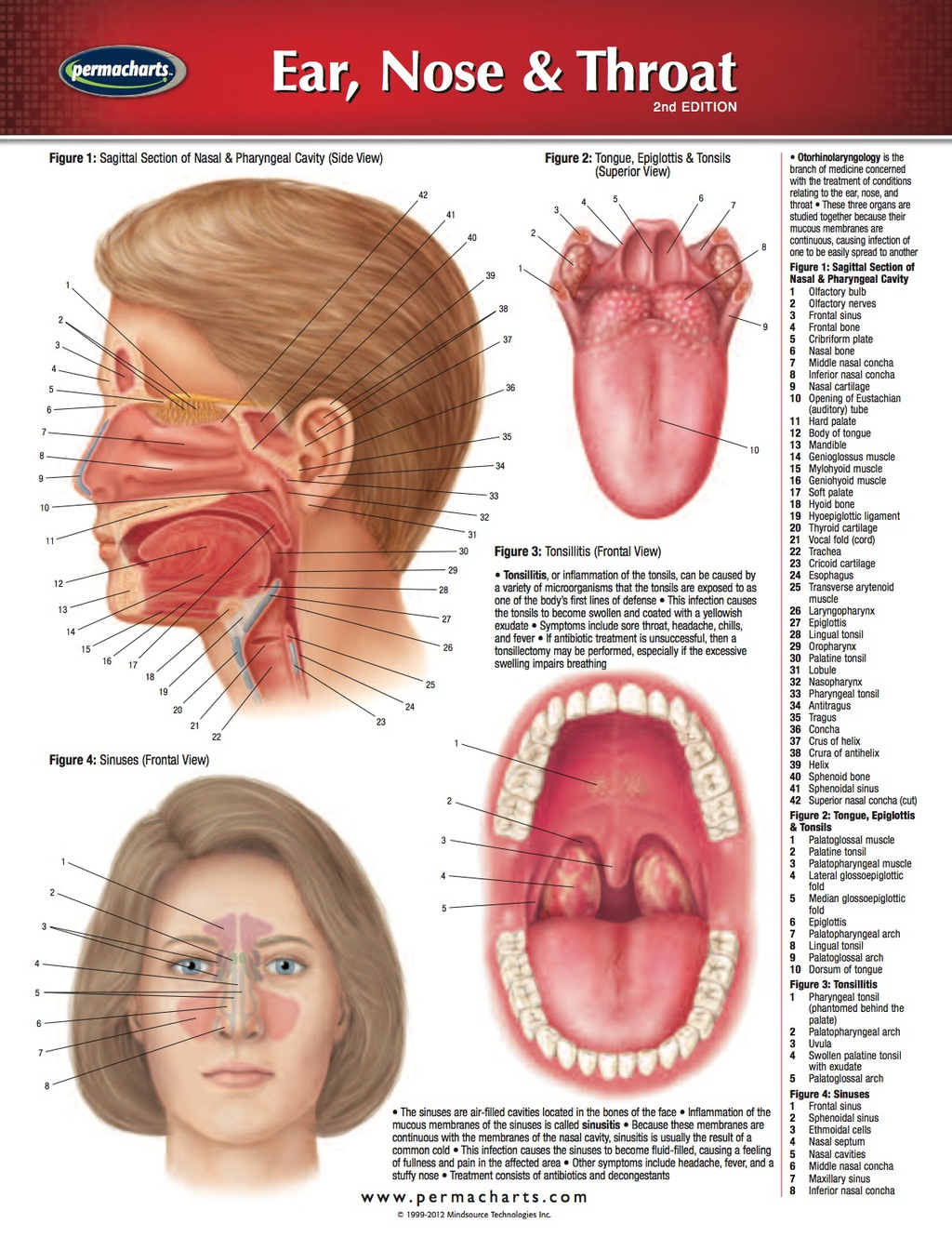Ear, Nose & Throat Chart - Medicine and Anatomy Nursing Quick Reference Guide 2nd Edition - (PDF/EPUB Version)