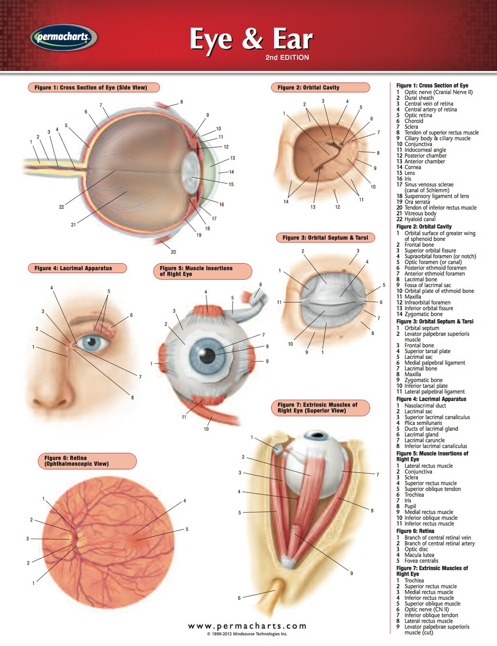 Eye & Ear Chart - Medicine and Anatomy Nursing Quick Reference Guide 2nd Edition - (PDF/EPUB Version)