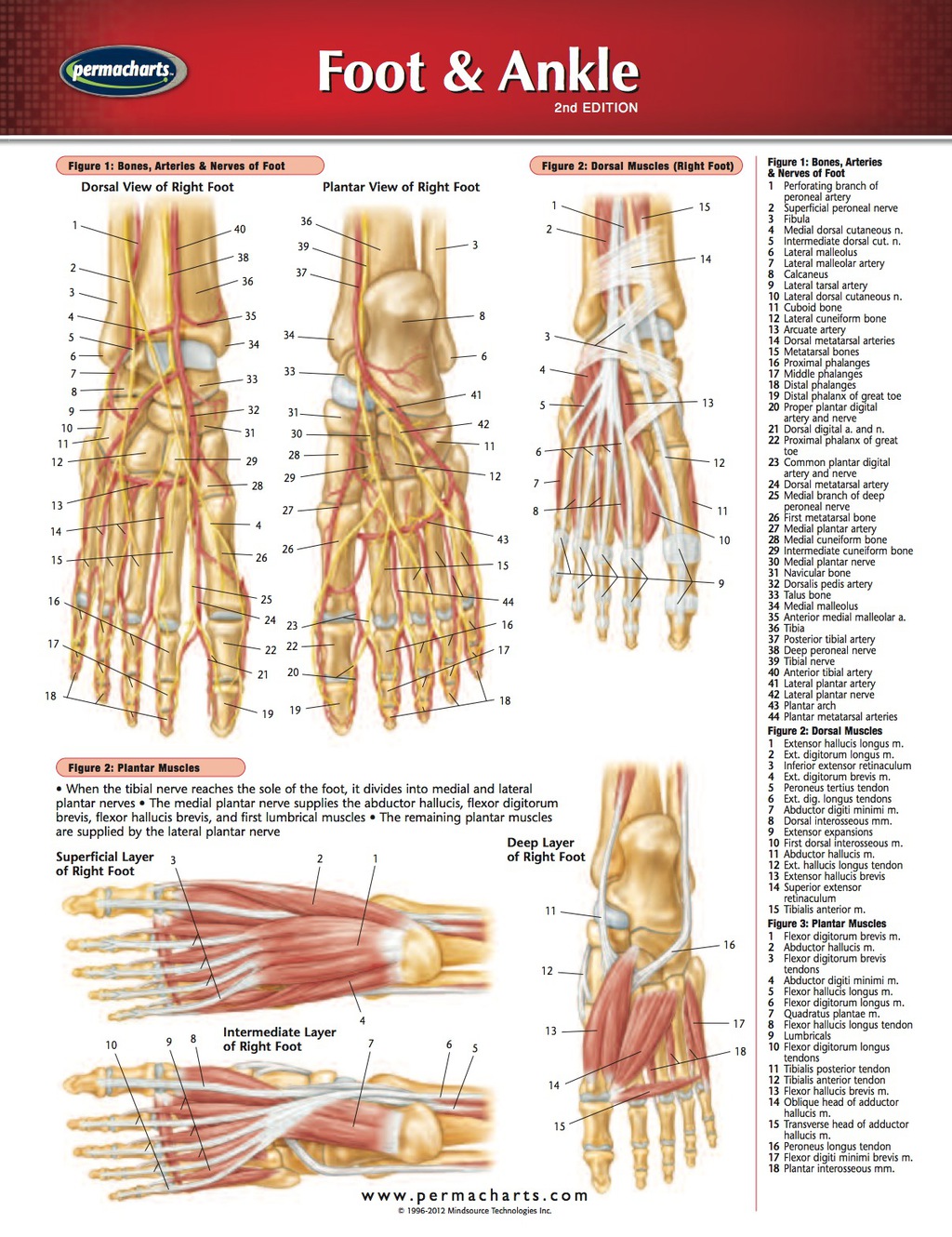 Foot & Ankle Chart - Medicine and Anatomy Nursing Quick Reference Guide 2nd Edition - (PDF/EPUB Version)