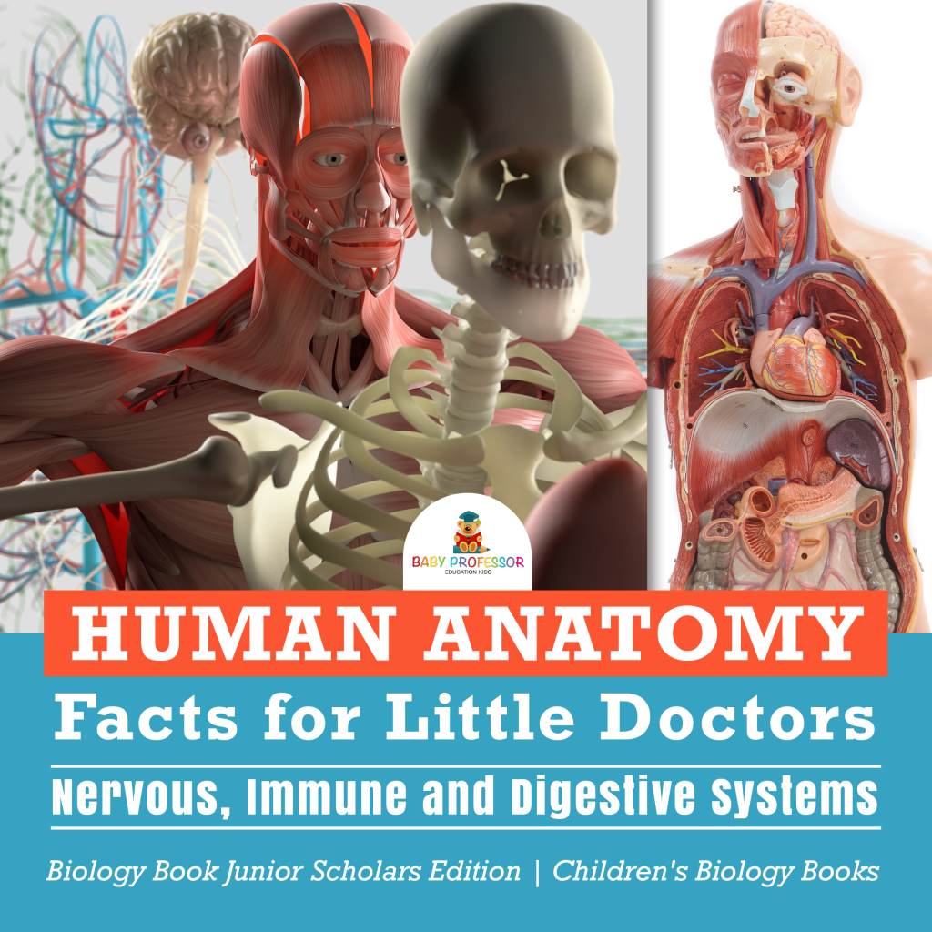 Human Anatomy Facts for Little Doctors : Nervous, Immune and Digestive Systems | Biology Book Junior Scholars Edition | Children's Biology Books - (PDF/EPUB Version)