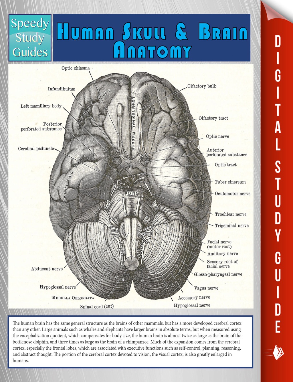 Human Skull And Brain Anatomy (Speedy Study Guide) - (PDF/EPUB Version)