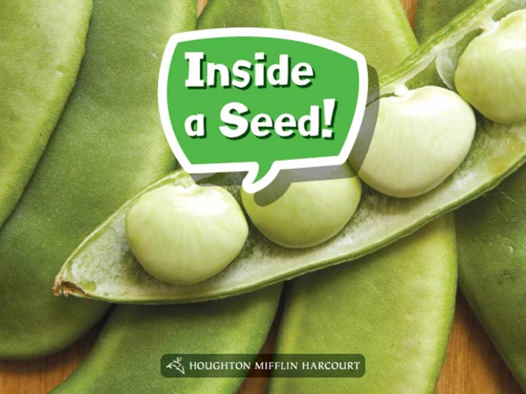 Inside a Seed! 1st Edition - (PDF/EPUB Version)