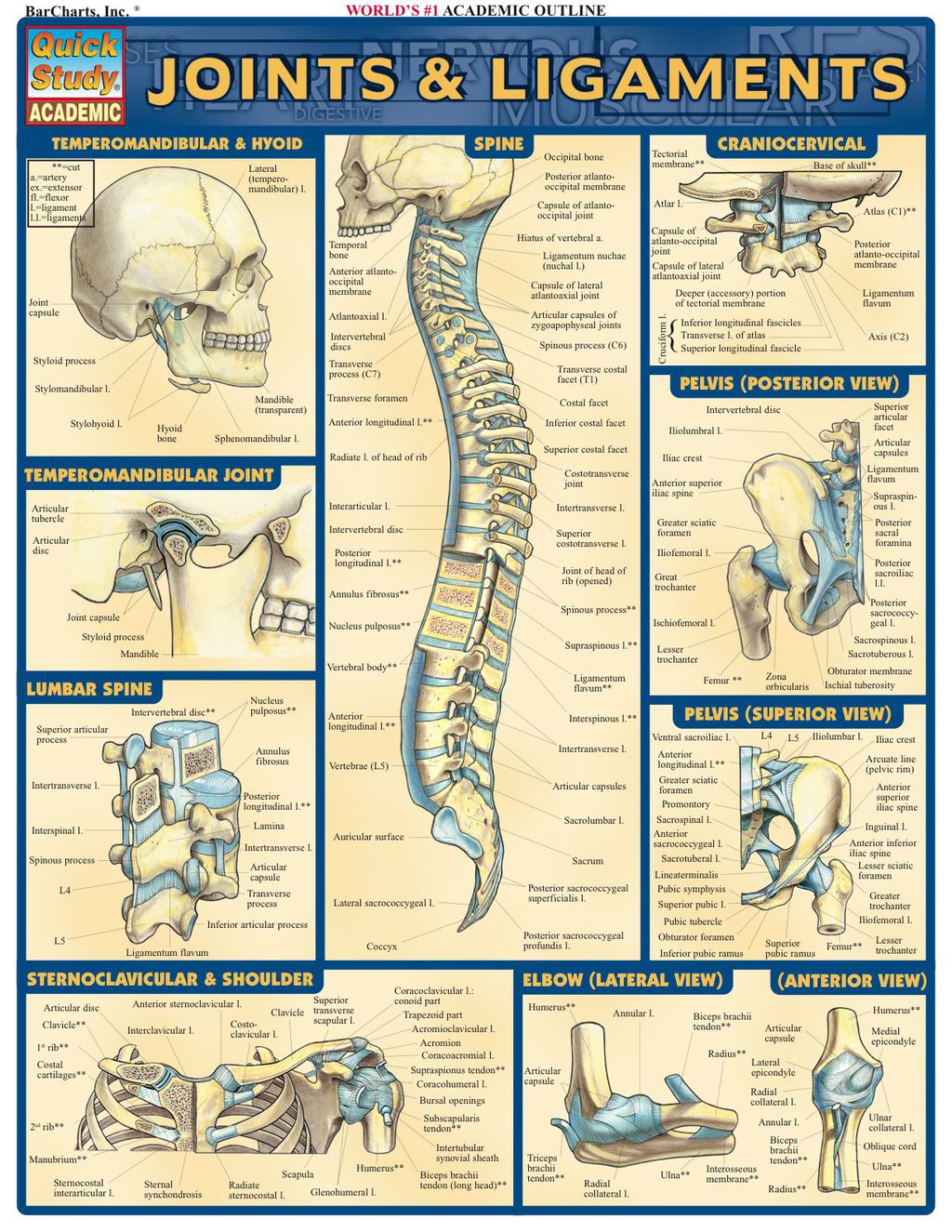 Joints & Ligaments 1st Edition - (PDF/EPUB Version)