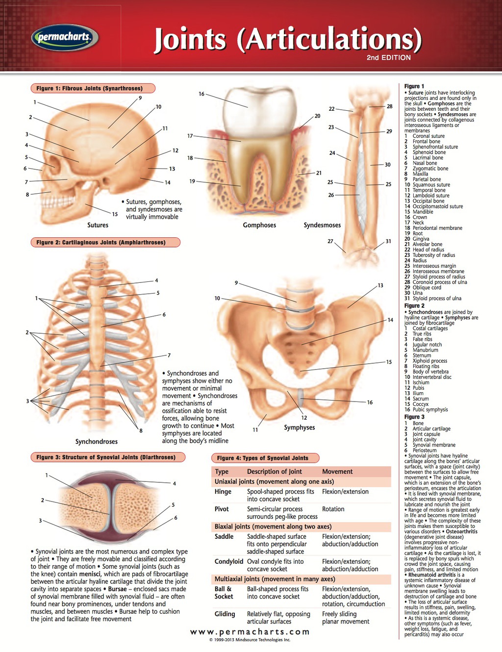 Joints Articulations Chart - Medicine and Anatomy Nursing Quick Reference Guide 2nd Edition - (PDF/EPUB Version)