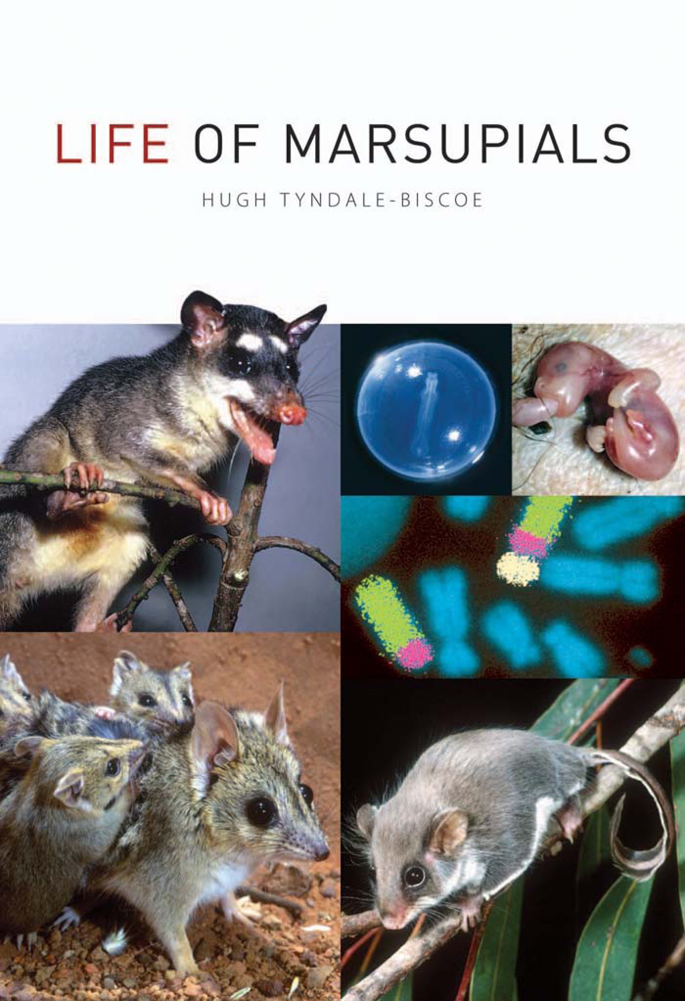 Life of Marsupials – PDF/EPUB Version Downloadable – Feetlux Store