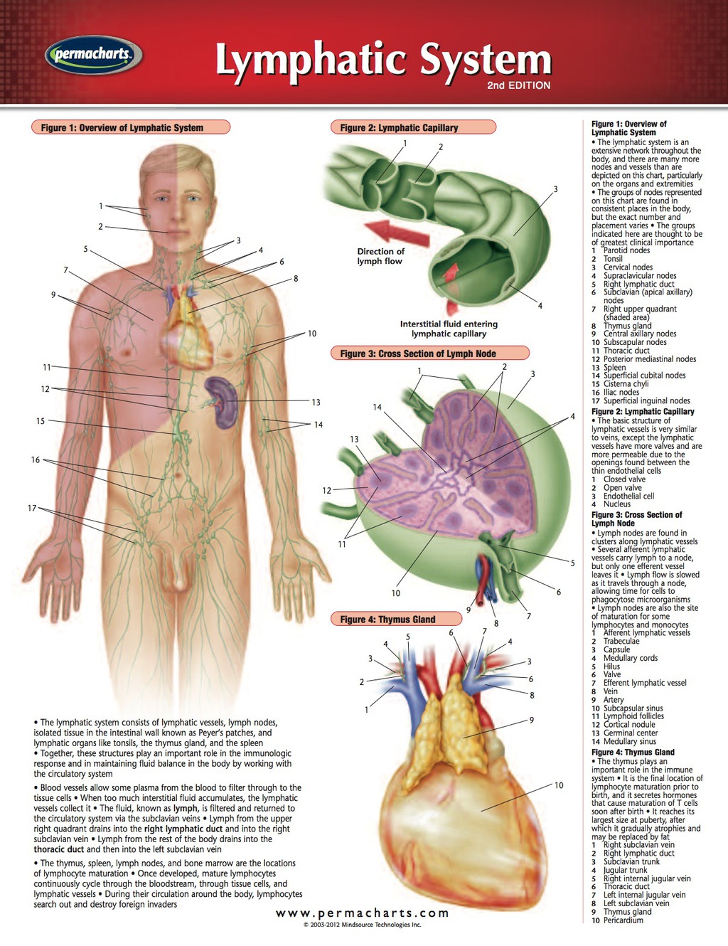 Lymphatic System Chart - Medicine and Anatomy Nursing Quick Reference Guide 2nd Edition - (PDF/EPUB Version)
