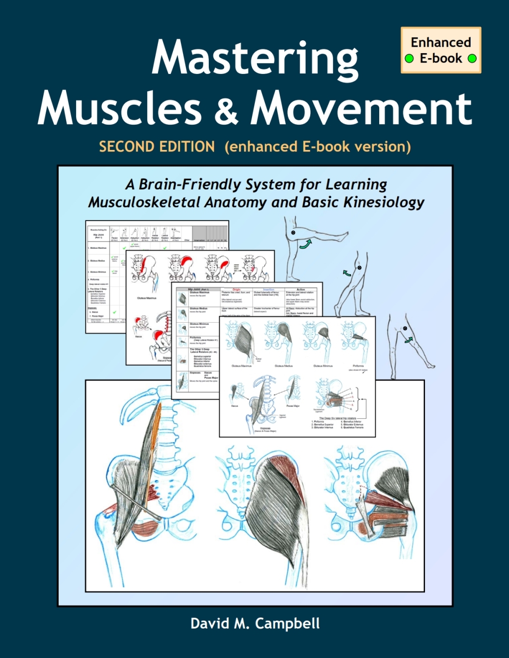 Mastering Muscles and Movement - Enhanced Ebook A Brain-Friendly System for Learning Musculoskeletal Anatomy and Basic Kinesiology 2nd Edition â€“ PDF/EPUB Version Downloadable