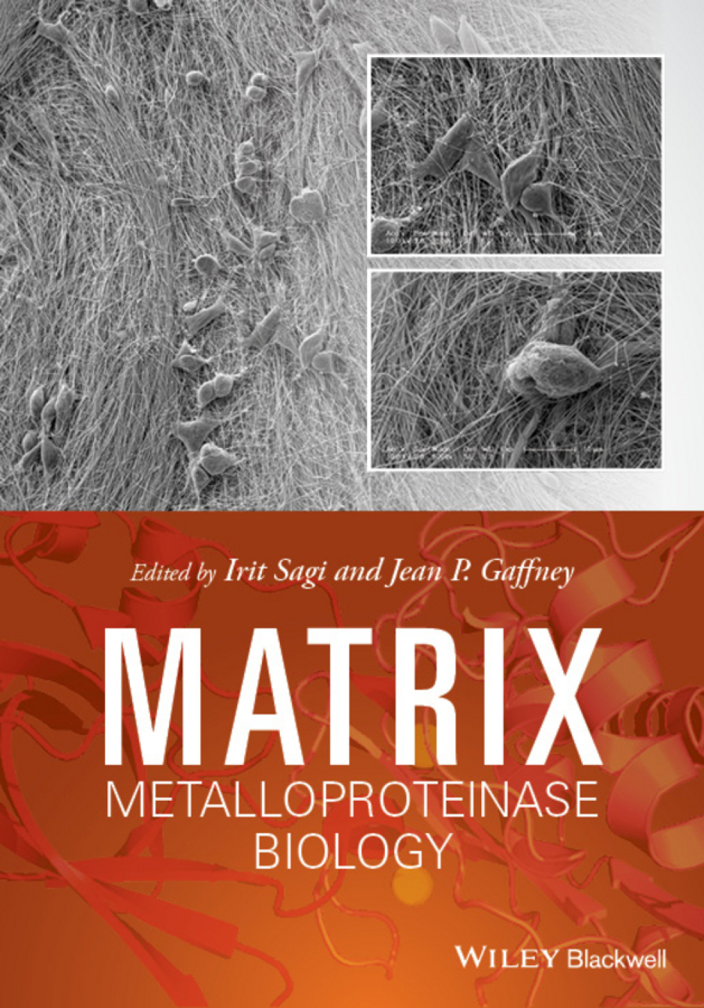 Matrix Metalloproteinase Biology 1st Edition â€“ PDF/EPUB Version Downloadable