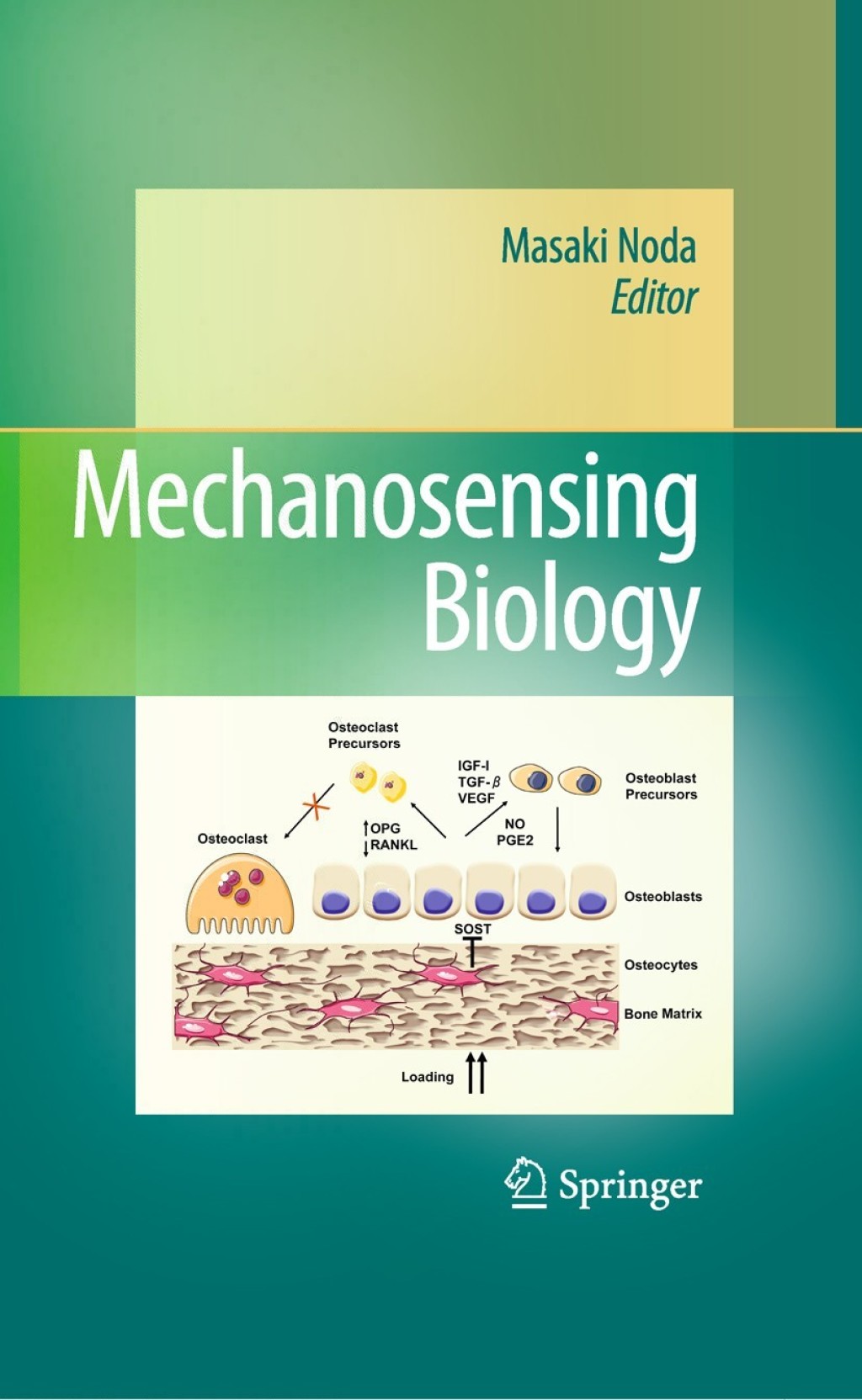 Mechanosensing Biology 1st Edition â€“ PDF/EPUB Version Downloadable
