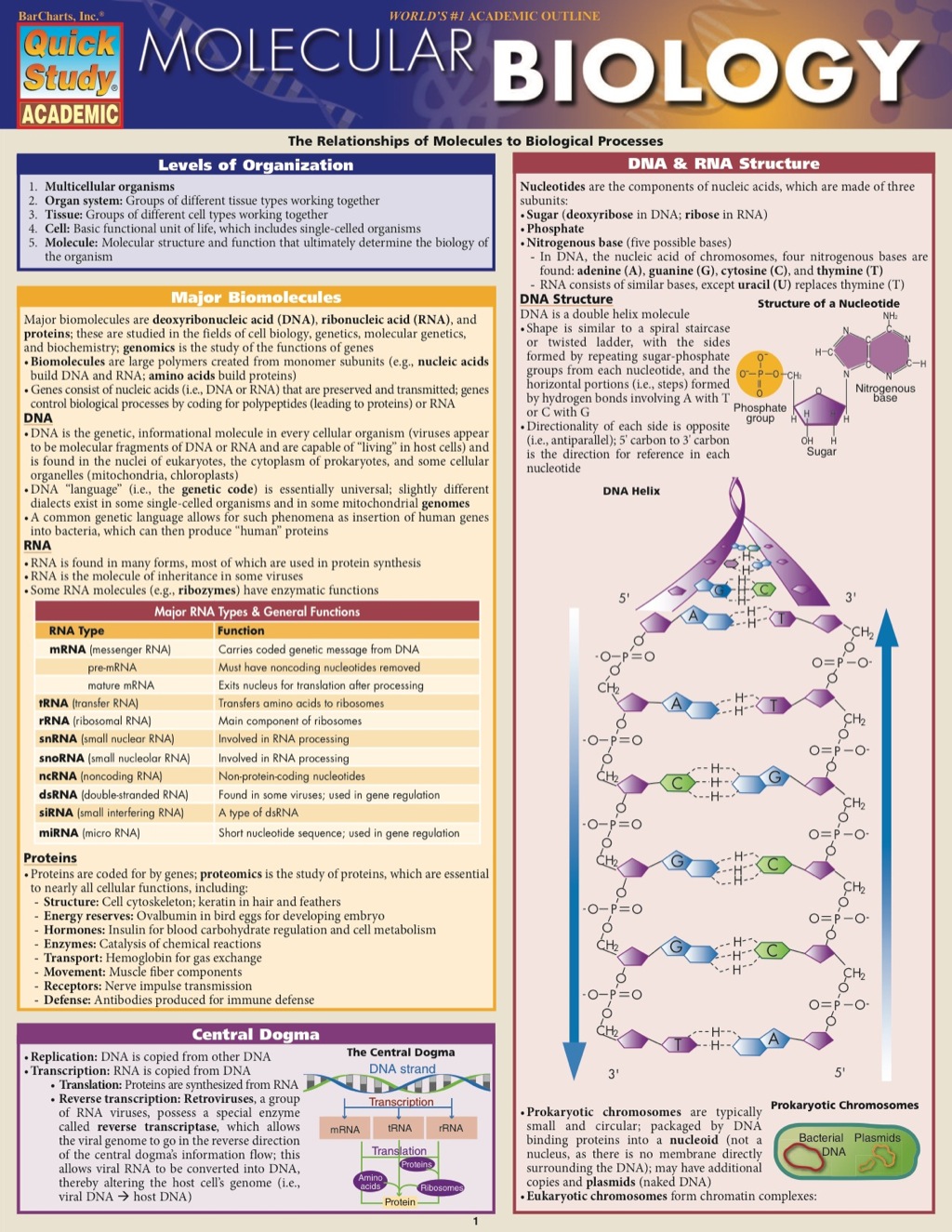 MOLECULAR BIOLOGY STUDY GUIDE - (PDF/EPUB Version)