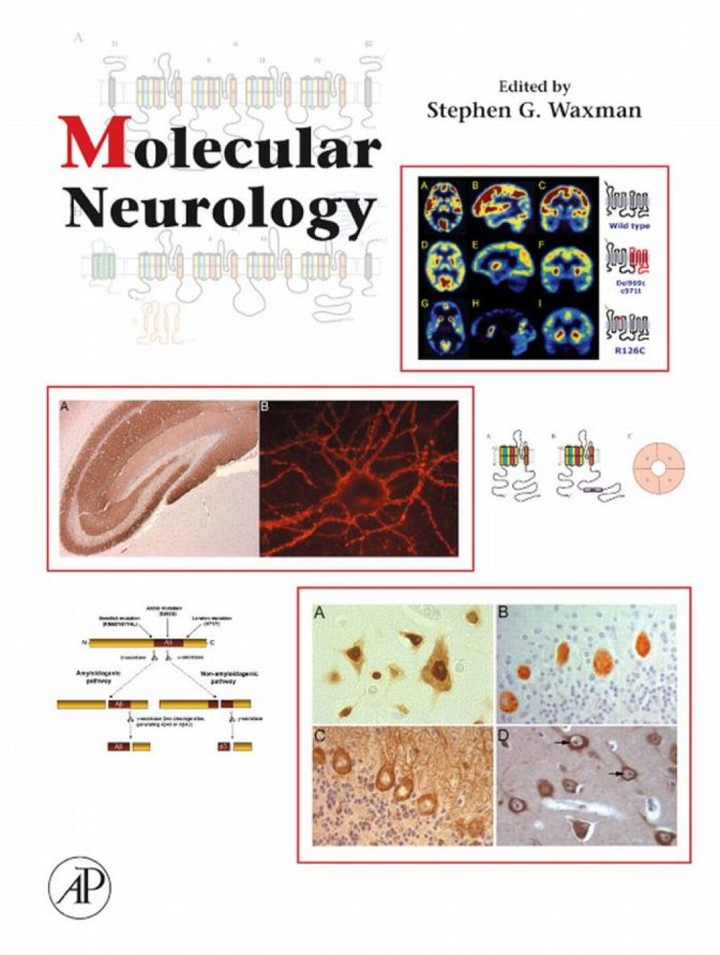 Molecular Neurology  â€“ PDF/EPUB Version Downloadable
