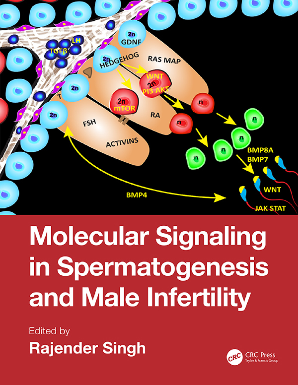 Molecular Signaling in Spermatogenesis and Male Infertility 1st Edition â€“ PDF/EPUB Version Downloadable