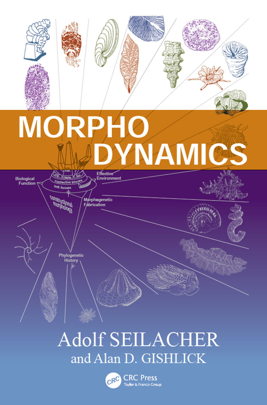 Morphodynamics 1st Edition â€“ PDF/EPUB Version Downloadable