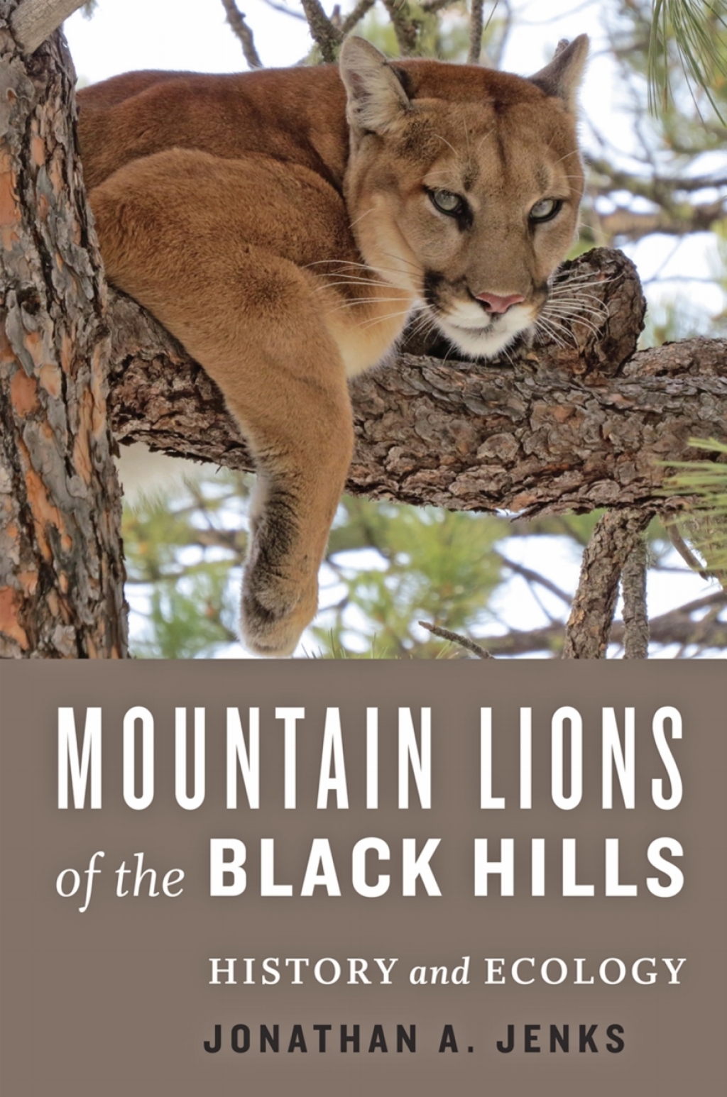 Mountain Lions of the Black Hills History and Ecology  â€“ PDF/EPUB Version Downloadable
