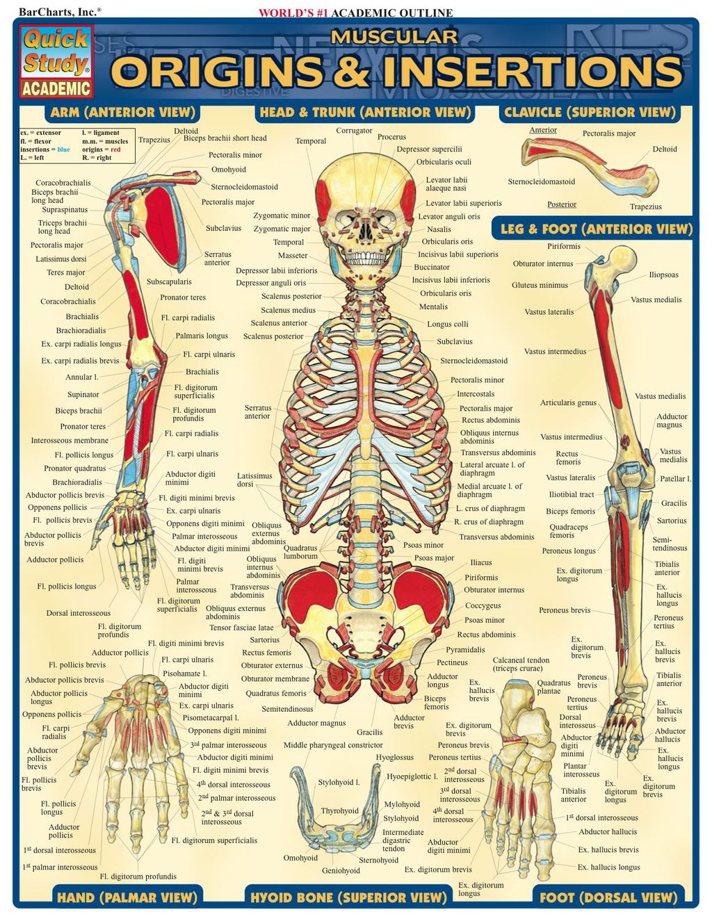 Muscular Origins & Insertions 1st Edition - (PDF/EPUB Version)