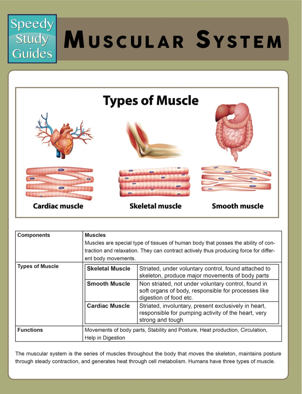Muscular System (Speedy Study Guides) - (PDF/EPUB Version)