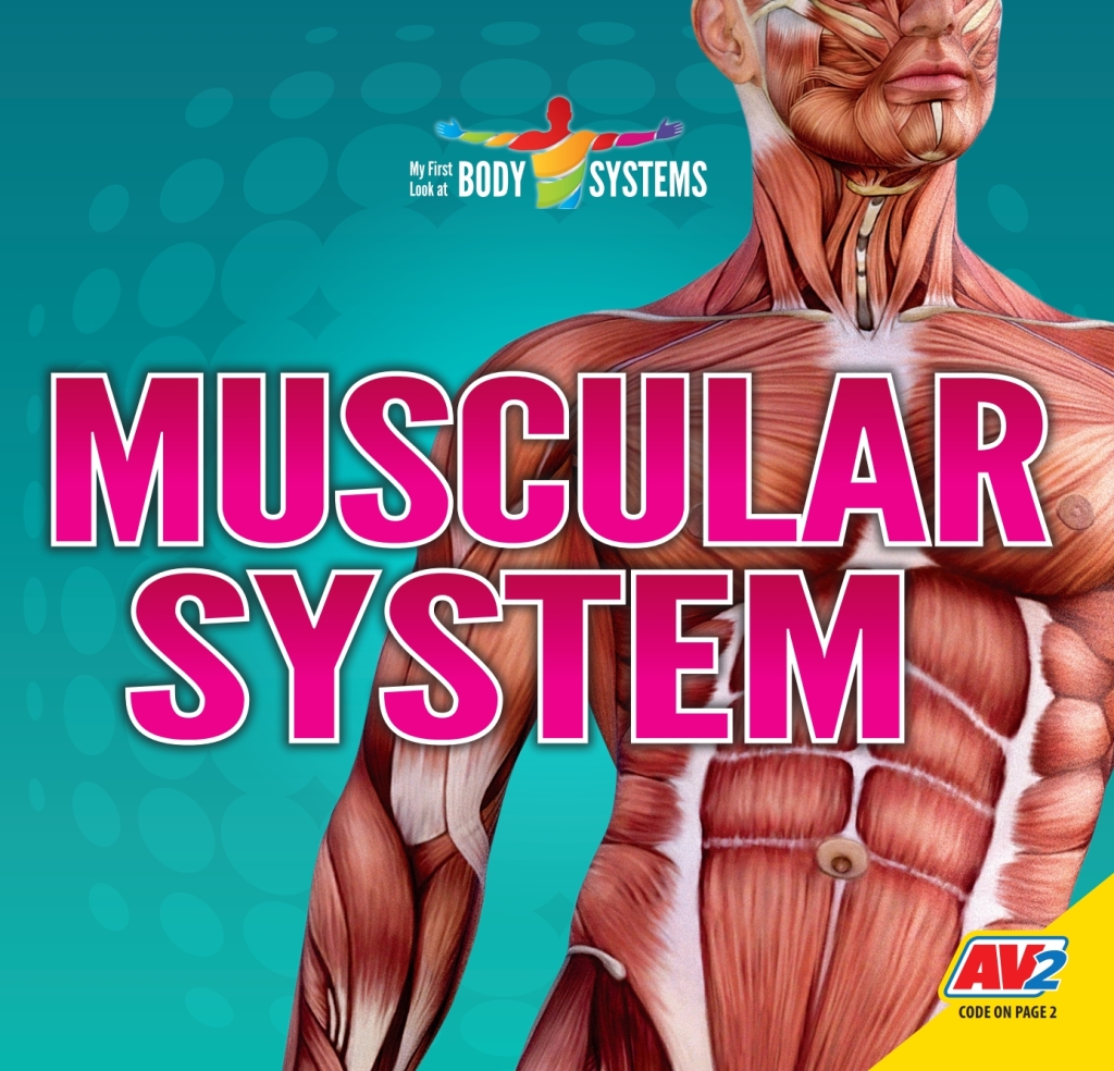 Muscular System 1st Edition â€“ PDF/EPUB Version Downloadable