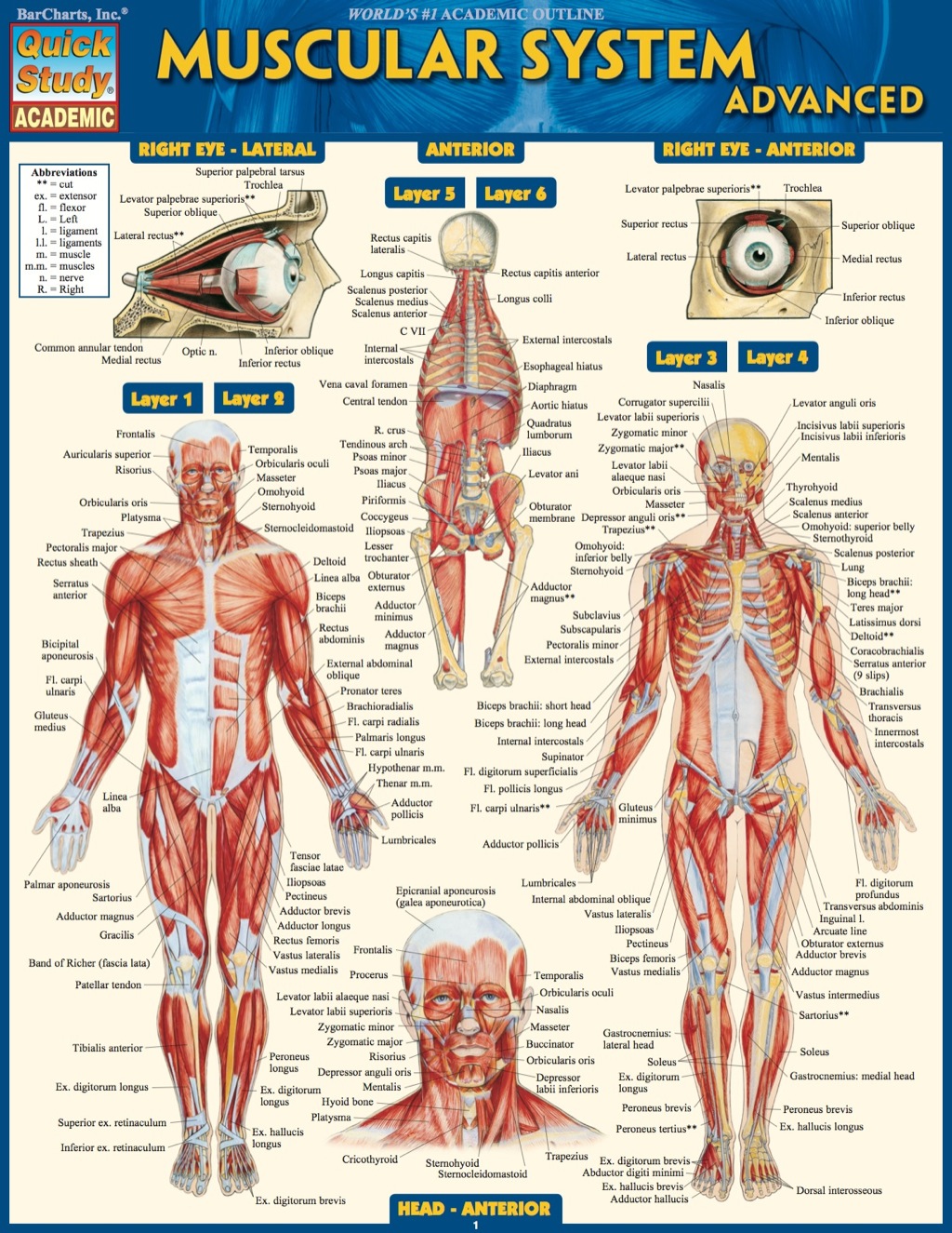 MUSCULAR SYSTEM ADVANCED STUDY GUIDE - (PDF/EPUB Version)