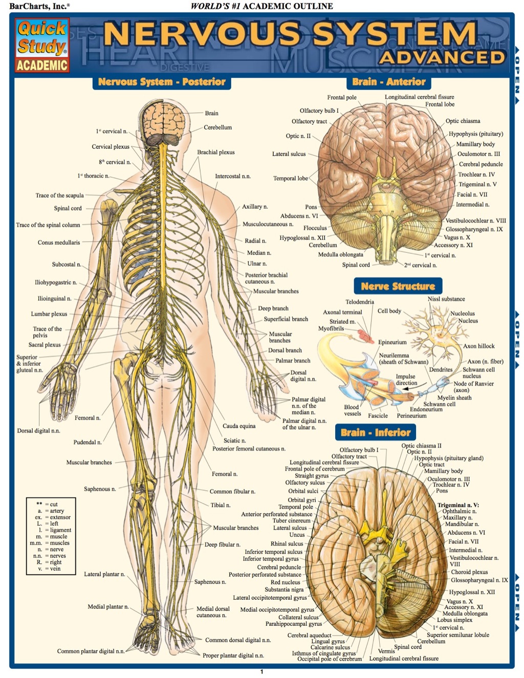 NERVOUS SYSTEM ADVANCED REFERENCE GUIDE - (PDF/EPUB Version)
