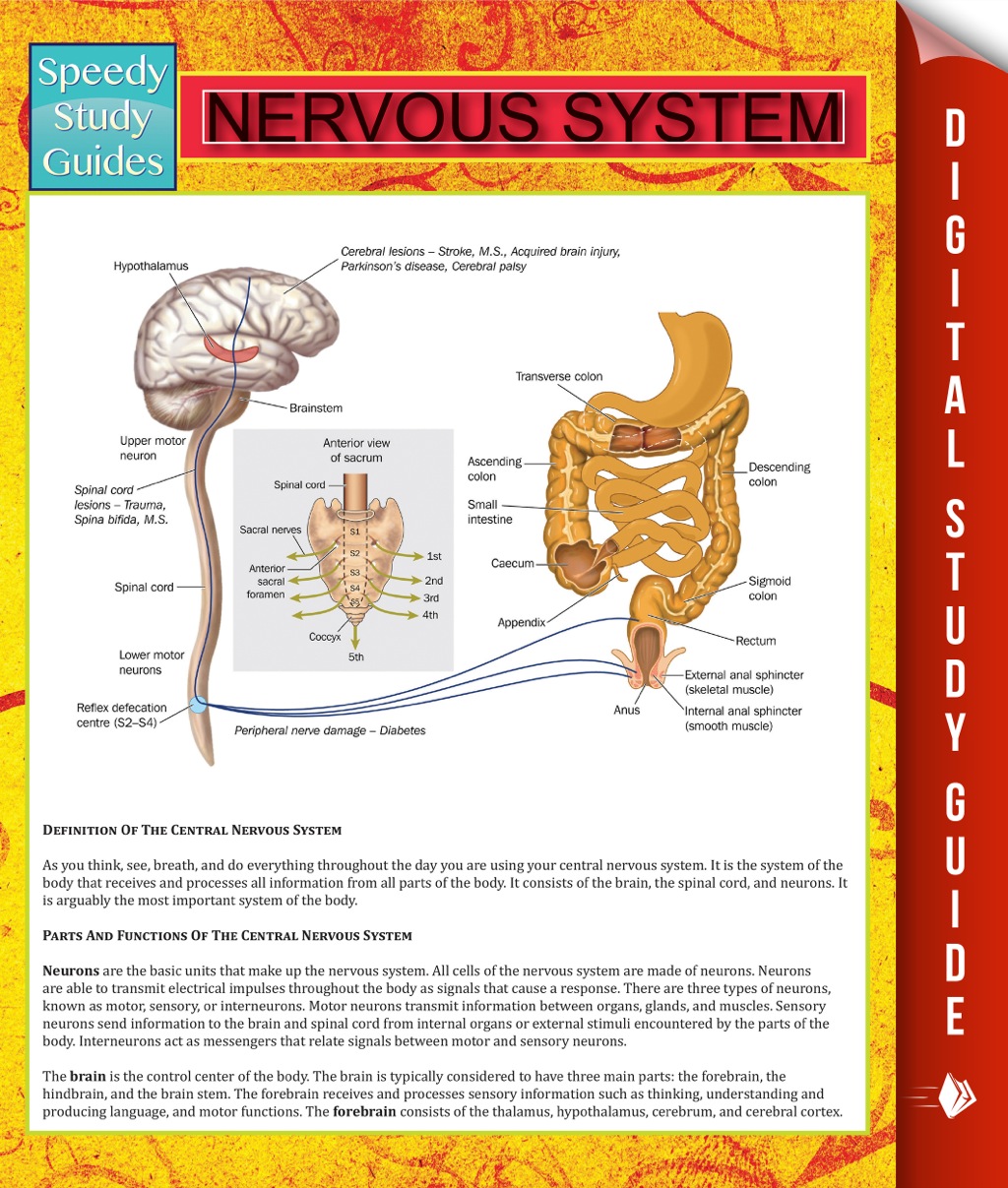 Nervous System Speedy Study Guides - (PDF/EPUB Version)