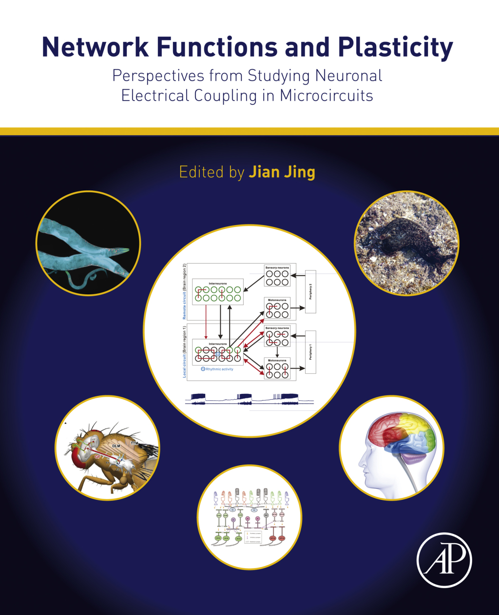 Network Functions and Plasticity Perspectives from Studying Neuronal Electrical Coupling in Microcircuits  â€“ PDF/EPUB Version Downloadable
