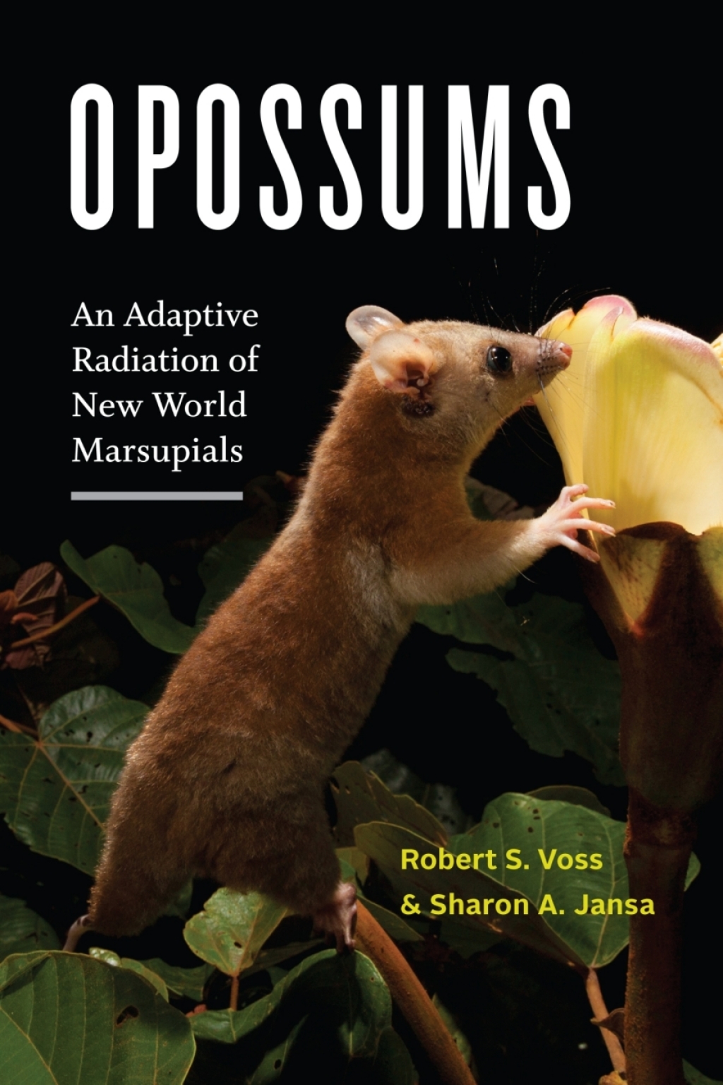 Opossums An Adaptive Radiation of New World Marsupials  â€“ PDF/EPUB Version Downloadable