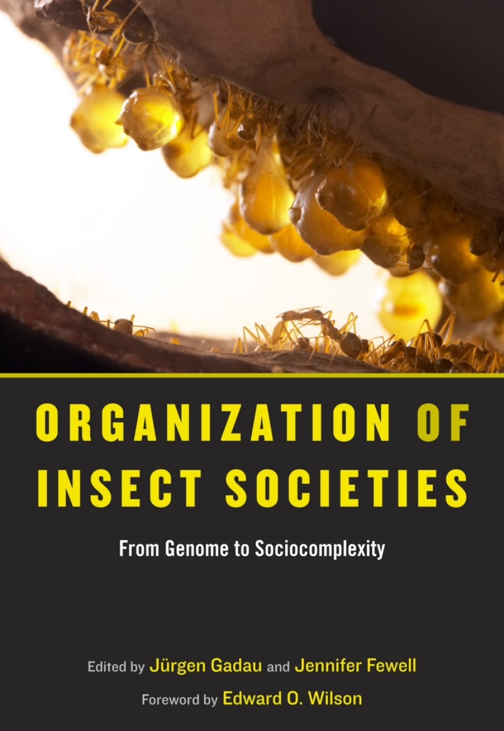 Organization of Insect Societies From Genome to Sociocomplexity  â€“ PDF/EPUB Version Downloadable