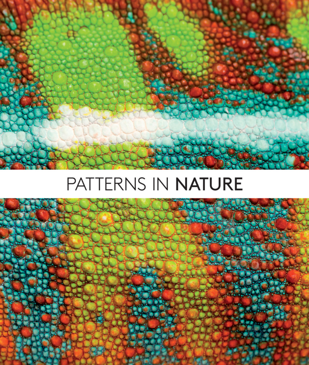 Patterns in Nature Why the Natural World Looks the Way It Does 1st Edition - (PDF/EPUB Version)