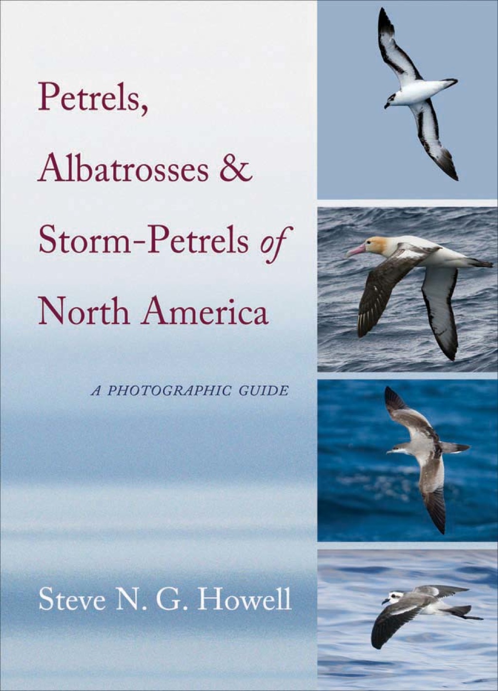 Petrels, Albatrosses, and Storm-Petrels of North America A Photographic Guide  â€“ PDF/EPUB Version Downloadable