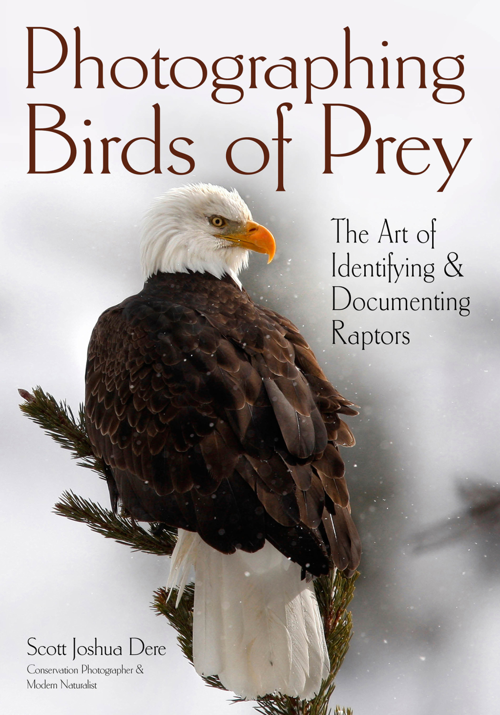 Photographing Birds of Prey The Art of Identifying & Documenting Raptors - (PDF/EPUB Version)