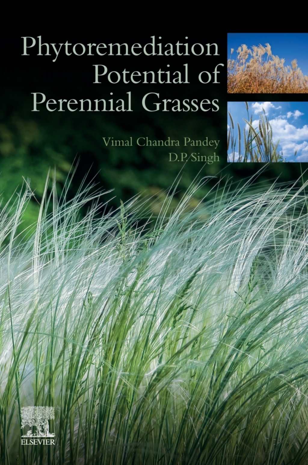 Phytoremediation Potential of Perennial Grasses  â€“ PDF/EPUB Version Downloadable