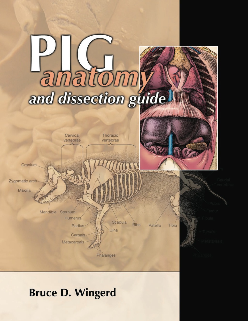 Pig Anatomy & Dissection Guide 1st Edition - (PDF/EPUB Version)