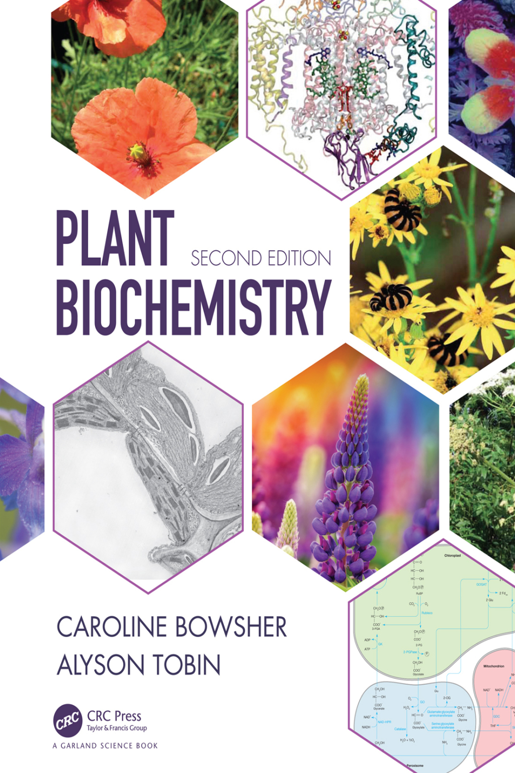 Plant Biochemistry 2nd Edition â€“ PDF/EPUB Version Downloadable