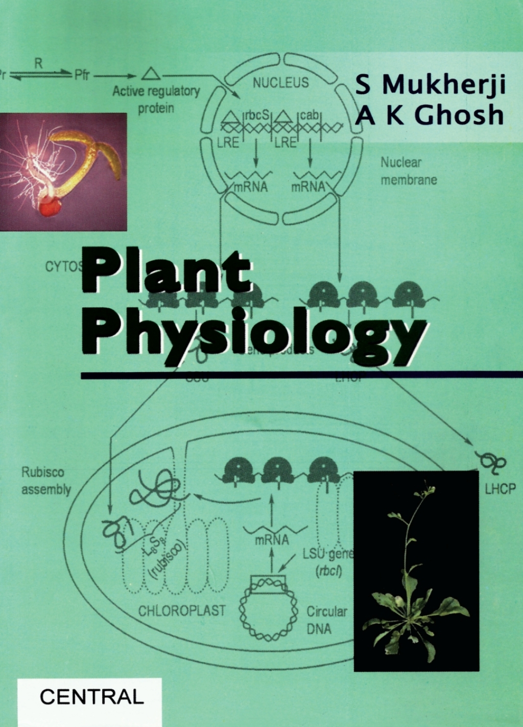 Plant Physiology  â€“ PDF/EPUB Version Downloadable