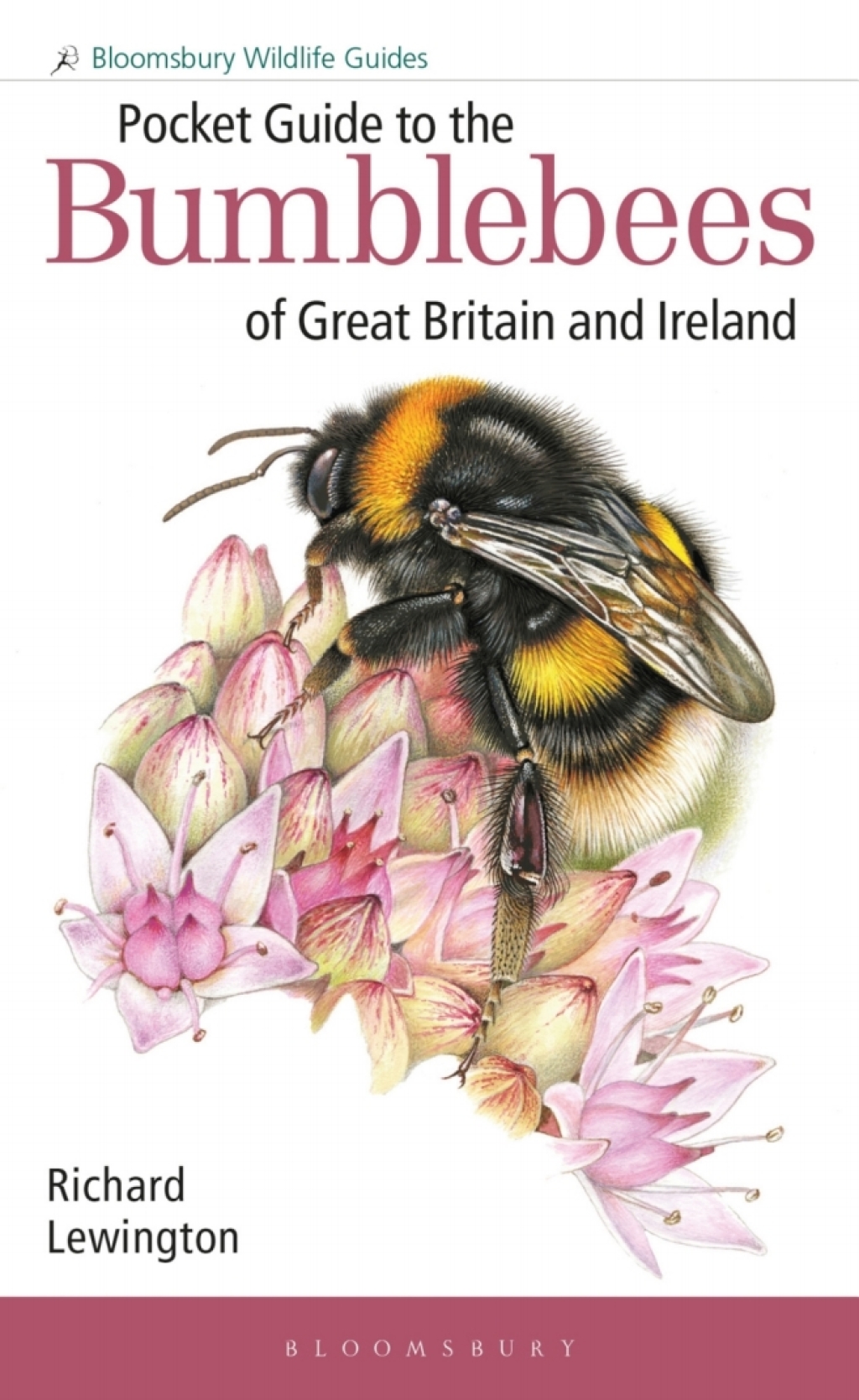 Pocket Guide to the Bumblebees of Great Britain and Ireland 1st Edition - (PDF/EPUB Version)
