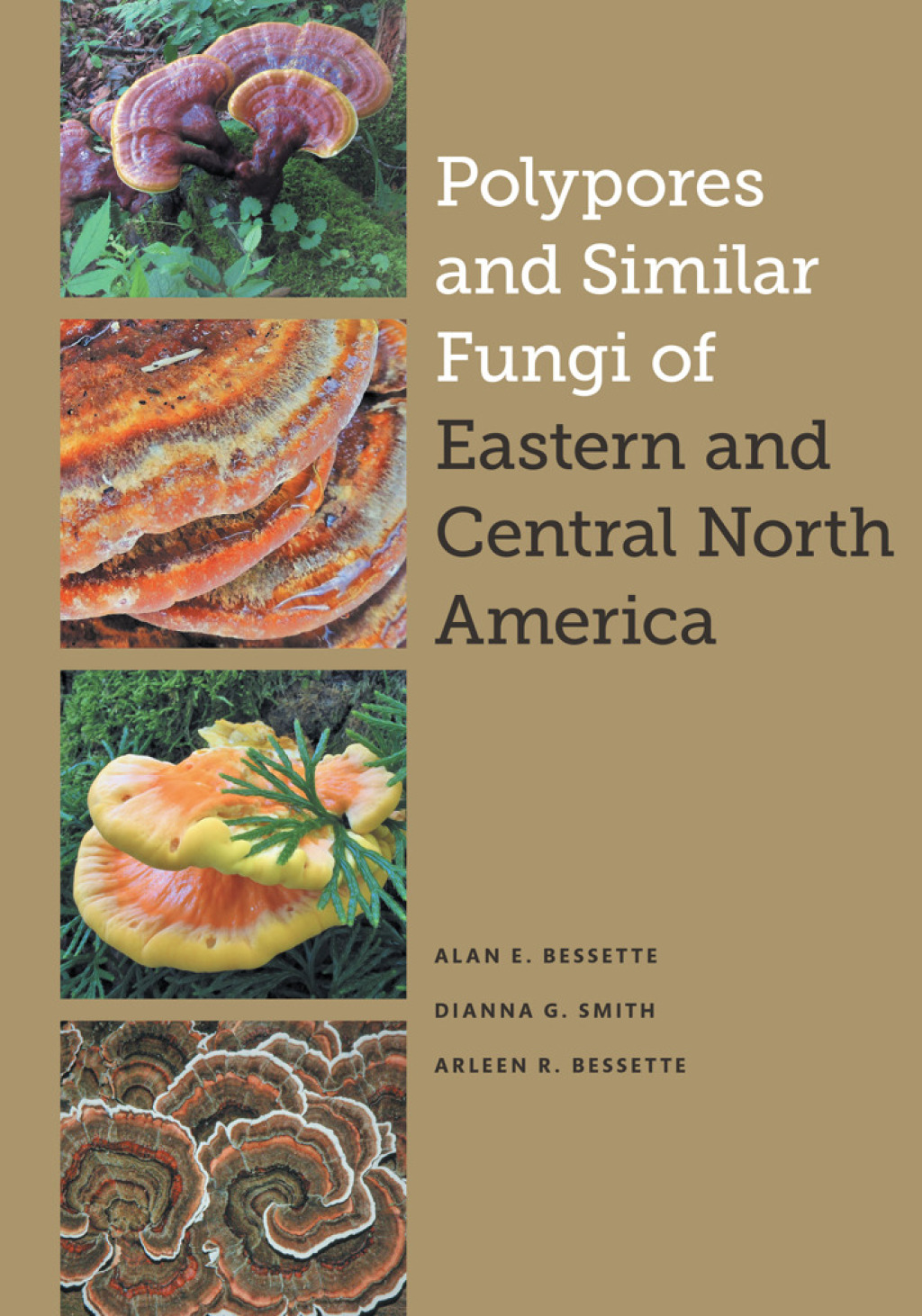 Polypores and Similar Fungi of Eastern and Central North America  â€“ PDF/EPUB Version Downloadable