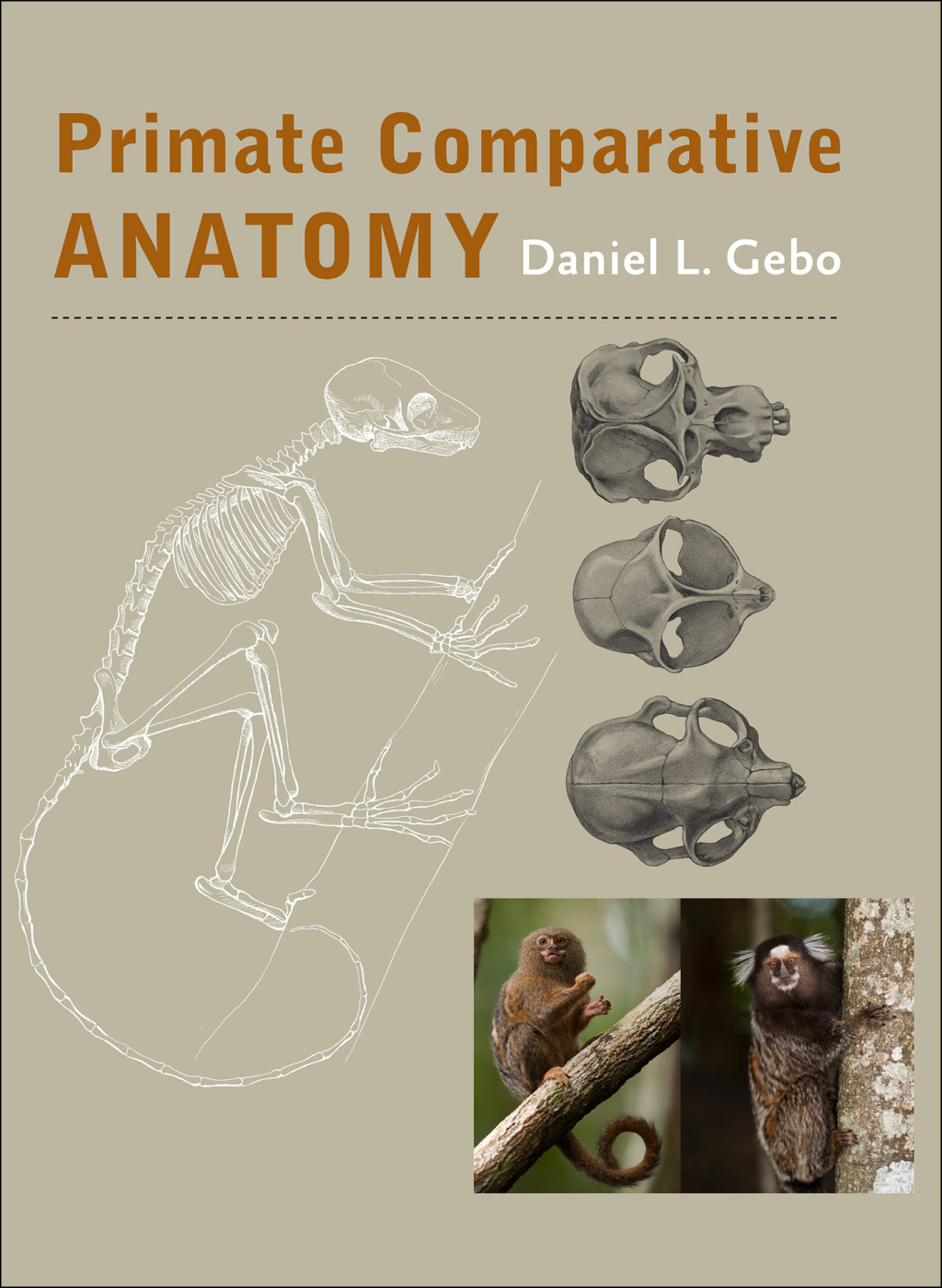 Primate Comparative Anatomy  â€“ PDF/EPUB Version Downloadable